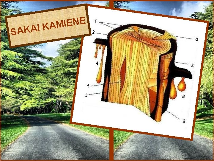 SA E N E I M KAI KA 