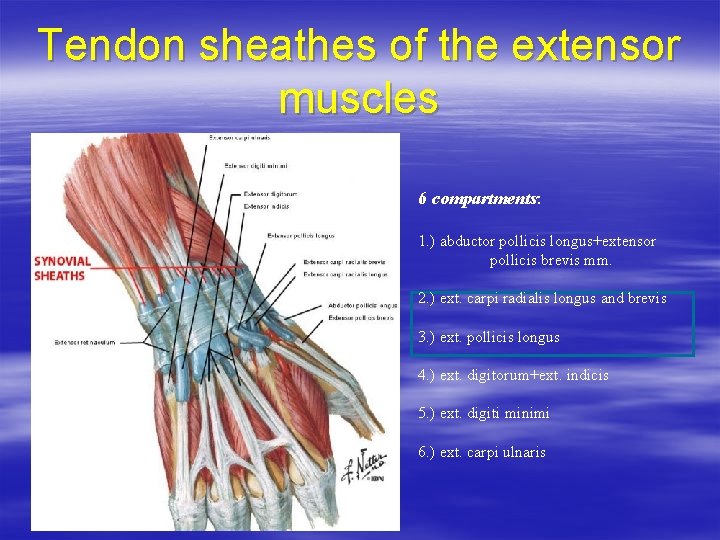 Tendon sheathes of the extensor muscles 6 compartments: 1. ) abductor pollicis longus+extensor pollicis