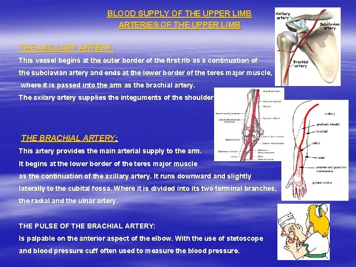 BLOOD SUPPLY OF THE UPPER LIMB ARTERIES OF THE UPPER LIMB THE AXILLARY ARTERY: