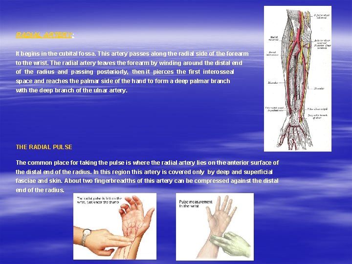 RADIAL ARTERY: It begins in the cubital fossa. This artery passes along the radial