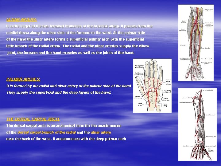 ULNAR ARTERY: It is the larger of the two terminal branches of the brachial
