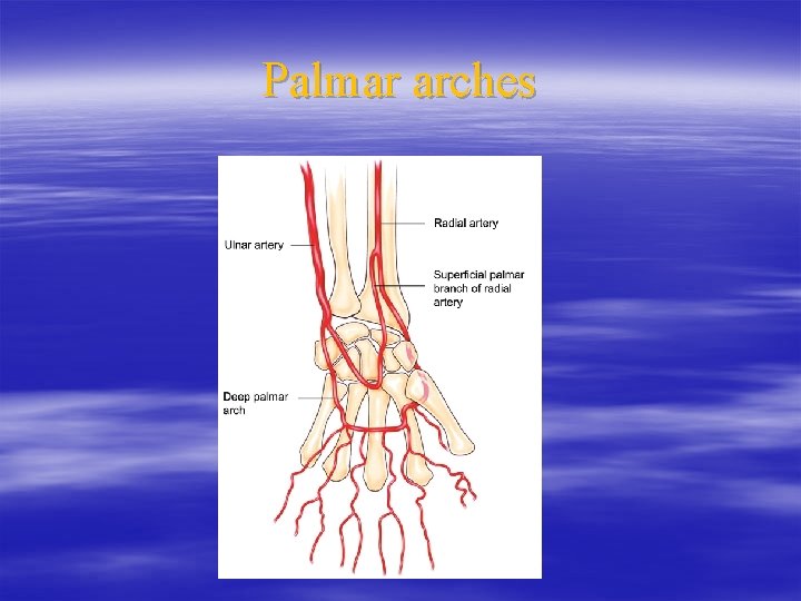 Palmar arches 