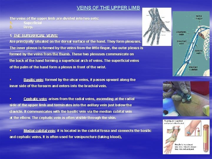 VEINS OF THE UPPER LIMB The veins of the upper limb are divided into