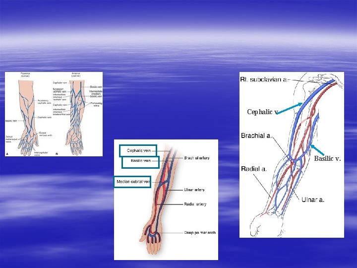 Cephalic v Basilic v. 