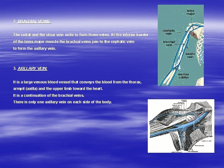 3. BRACHIAL VEINS: The radial and the ulnar vein unite to form these veins.