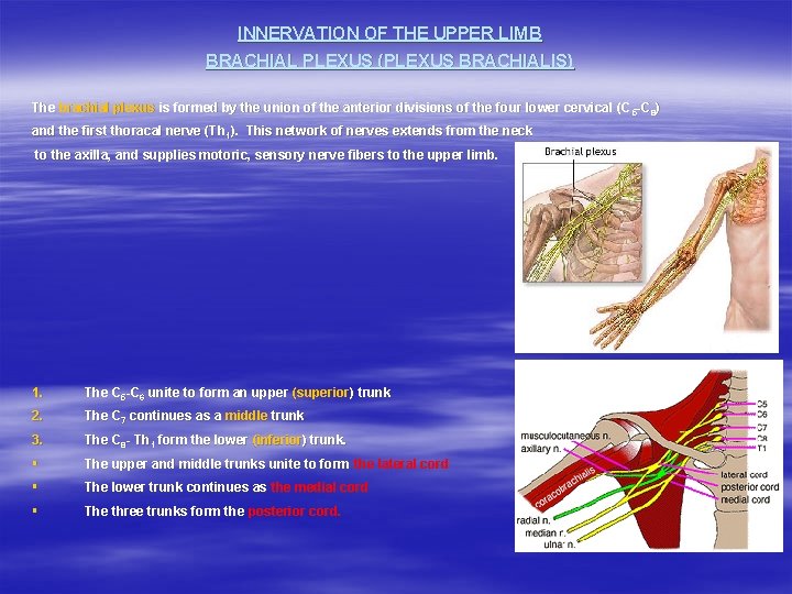 INNERVATION OF THE UPPER LIMB BRACHIAL PLEXUS (PLEXUS BRACHIALIS) The brachial plexus is formed