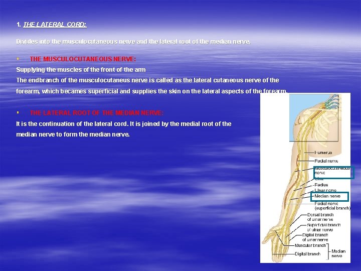 1. THE LATERAL CORD: Divides into the musculocutaneous nerve and the lateral root of