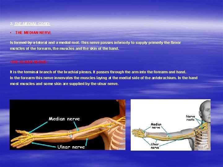 2. THE MEDIAL CORD: • THE MEDIAN NERV: Is formed by a lateral and