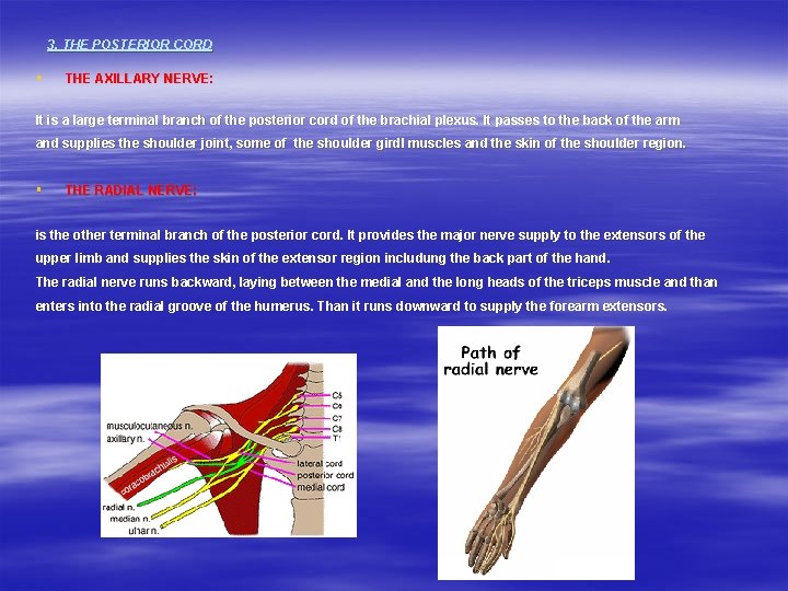 3. THE POSTERIOR CORD § THE AXILLARY NERVE: It is a large terminal branch