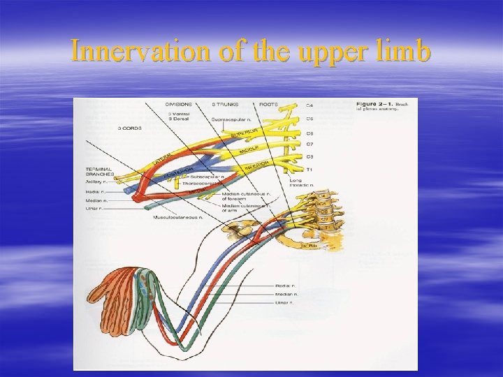 Innervation of the upper limb 