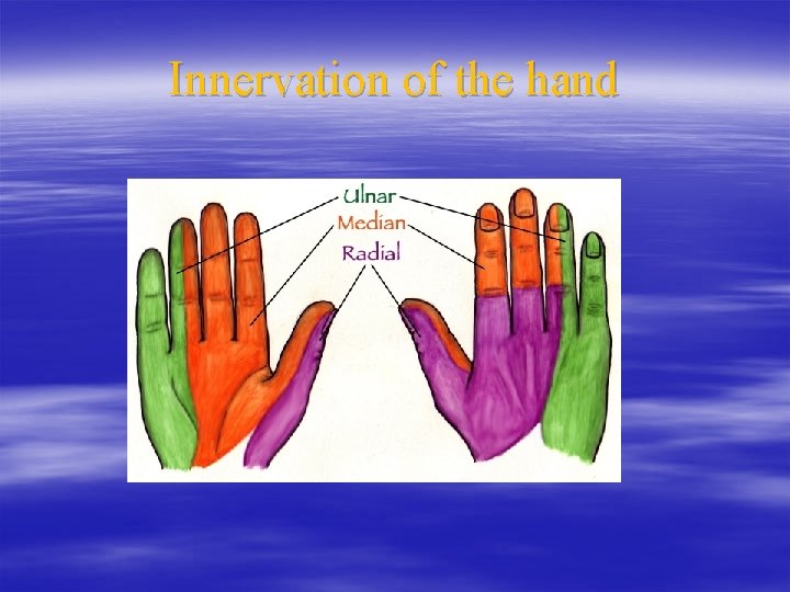Innervation of the hand 