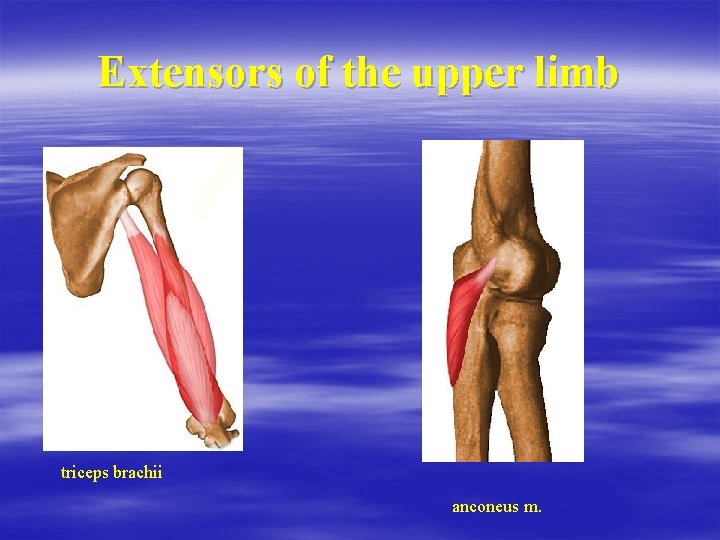 Extensors of the upper limb triceps brachii anconeus m. 