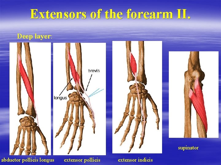 Extensors of the forearm II. Deep layer: supinator abductor pollicis longus extensor pollicis extensor