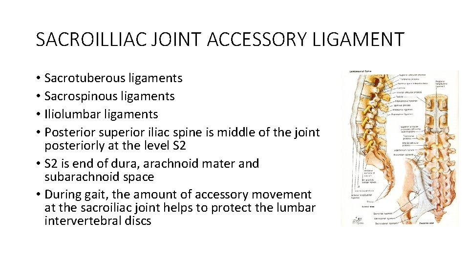 SACROILLIAC JOINT ACCESSORY LIGAMENT • Sacrotuberous ligaments • Sacrospinous ligaments • Iliolumbar ligaments •