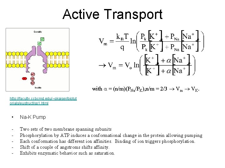 Active Transport with a = (n/m)(PNa/PK), n/m = 2/3 Vm VK. http: //faculty. ccbcmd.