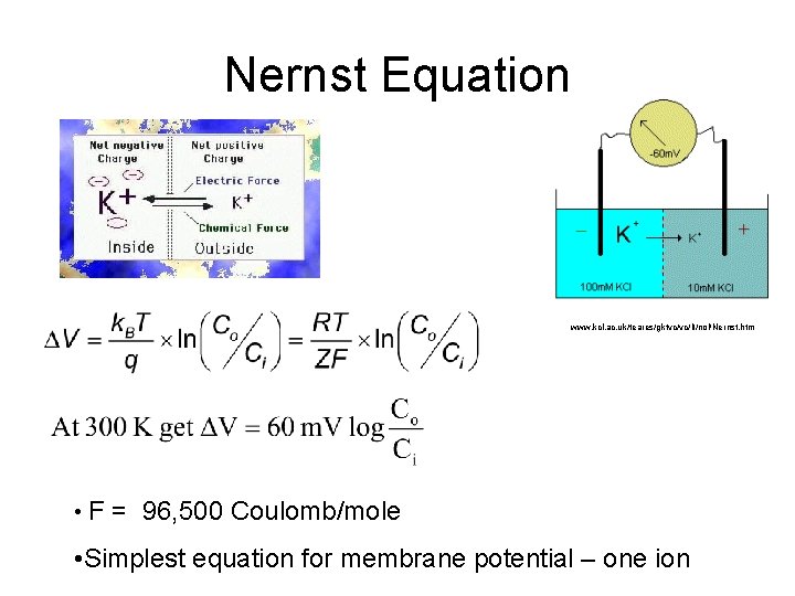 Nernst Equation www. kcl. ac. uk/teares/gktvc/vc/lt/nol/Nernst. htm • F = 96, 500 Coulomb/mole •