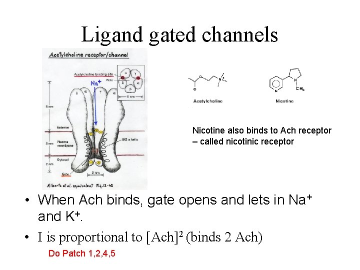 Ligand gated channels Nicotine also binds to Ach receptor – called nicotinic receptor •