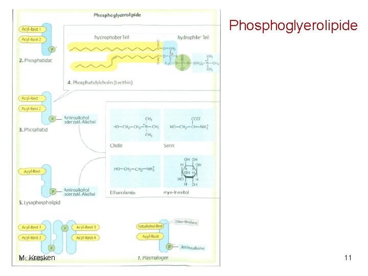 Phosphoglyerolipide M. Kresken 11 