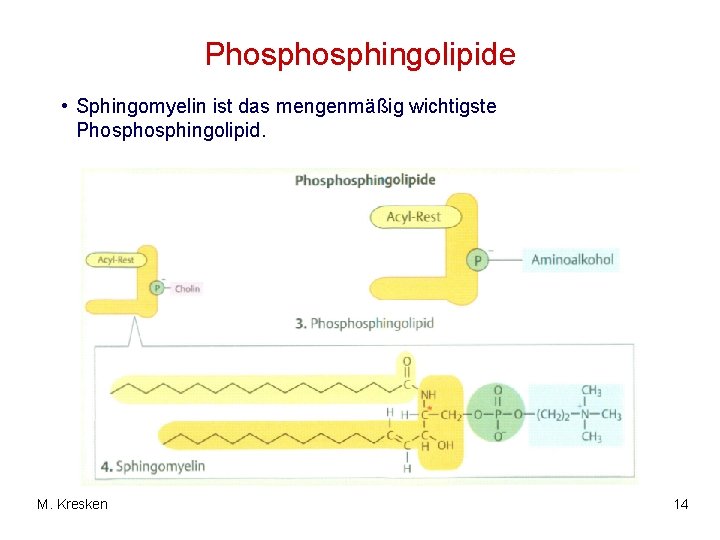 Phosphingolipide • Sphingomyelin ist das mengenmäßig wichtigste Phosphingolipid. M. Kresken 14 