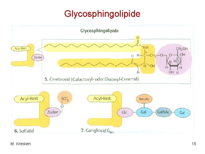 Glycosphingolipide M. Kresken 15 
