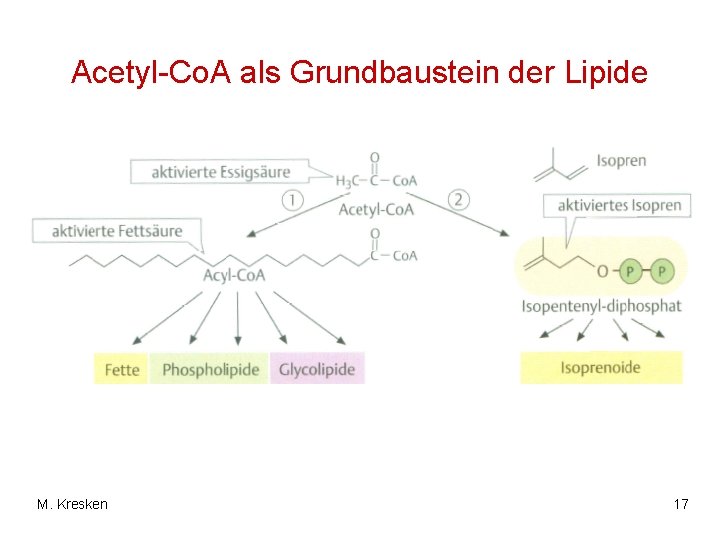 Acetyl-Co. A als Grundbaustein der Lipide M. Kresken 17 