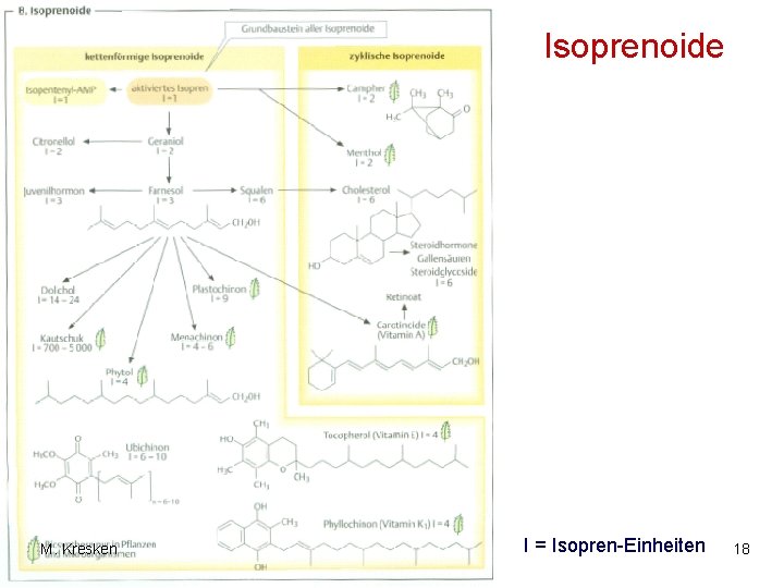 Isoprenoide M. Kresken I = Isopren-Einheiten 18 