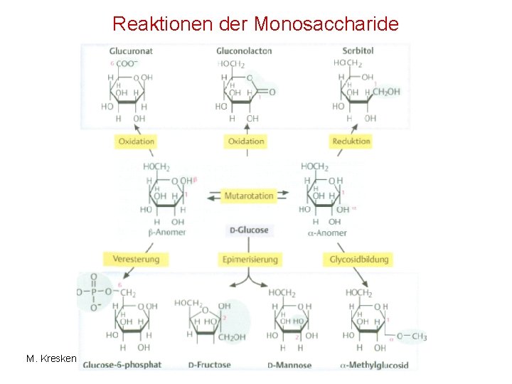 Reaktionen der Monosaccharide M. Kresken 
