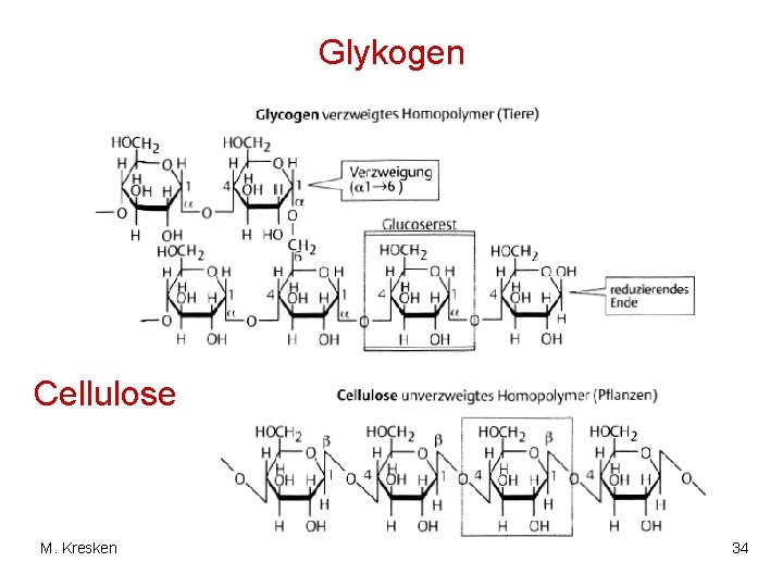 Glykogen Cellulose M. Kresken 34 