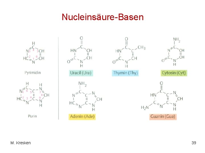 Nucleinsäure-Basen M. Kresken 39 
