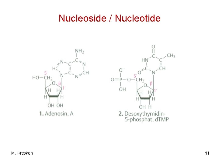 Nucleoside / Nucleotide M. Kresken 41 