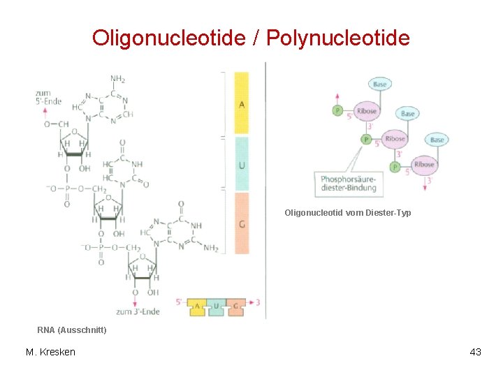 Oligonucleotide / Polynucleotide Oligonucleotid vom Diester-Typ RNA (Ausschnitt) M. Kresken 43 