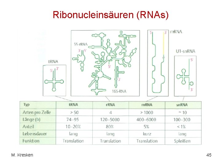 Ribonucleinsäuren (RNAs) M. Kresken 45 