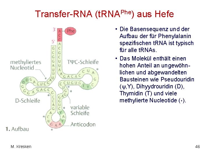 Transfer-RNA (t. RNAPhe) aus Hefe • Die Basensequenz und der Aufbau der für Phenylalanin