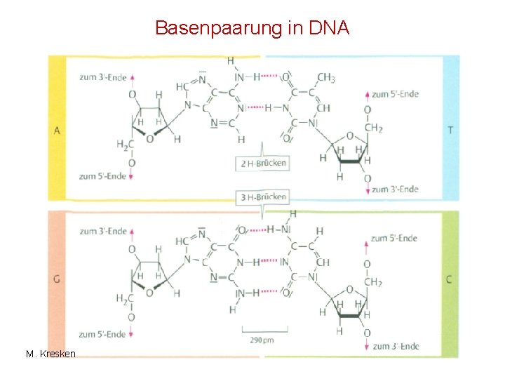 Basenpaarung in DNA M. Kresken 