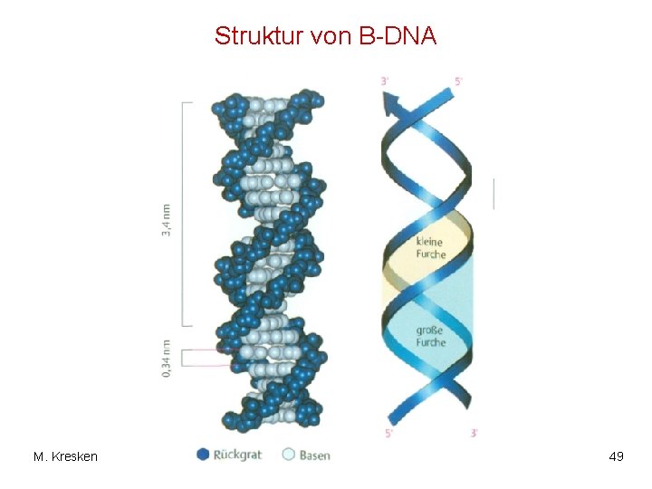 Struktur von B-DNA M. Kresken 49 