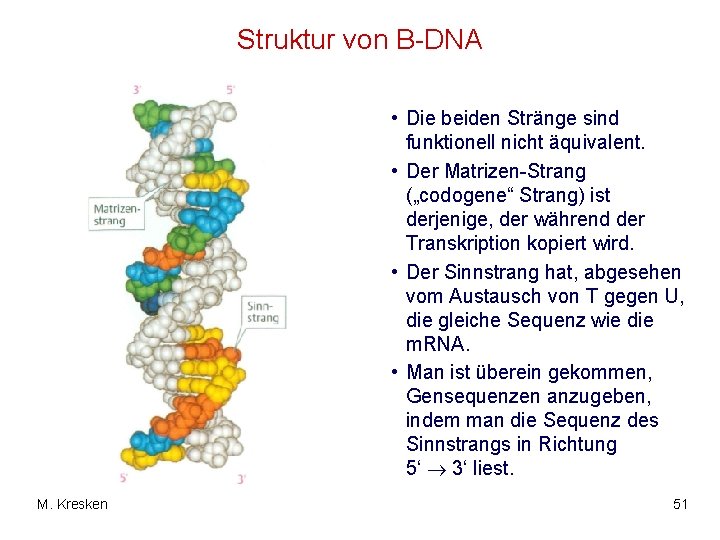 Struktur von B-DNA • Die beiden Stränge sind funktionell nicht äquivalent. • Der Matrizen-Strang