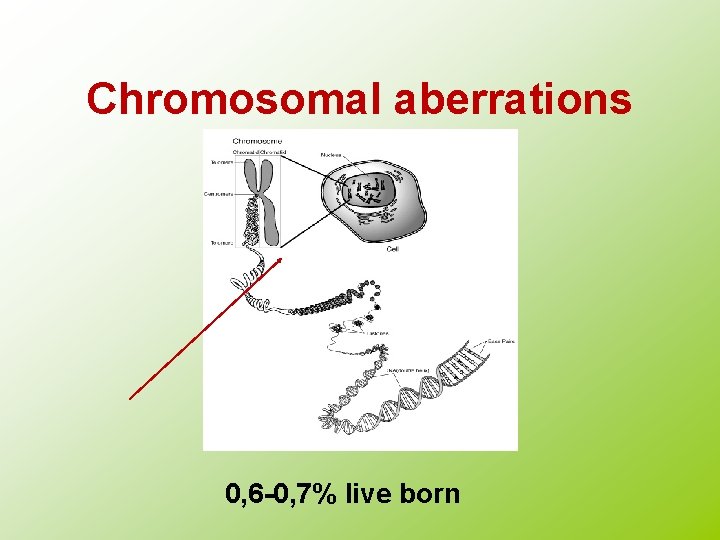 Chromosomal aberrations 0, 6 -0, 7% live born 
