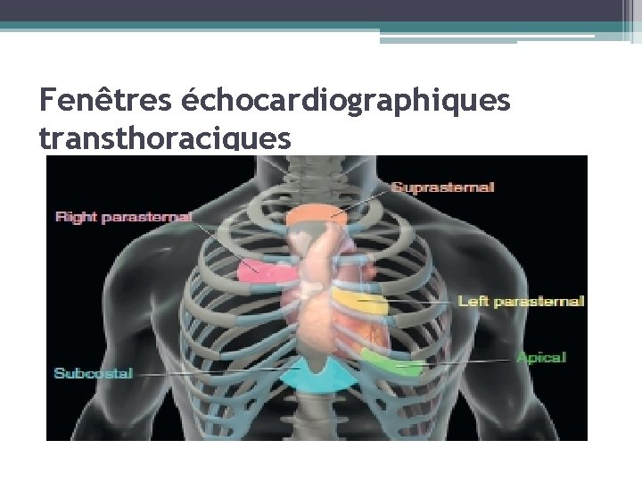 Fenêtres échocardiographiques transthoraciques 