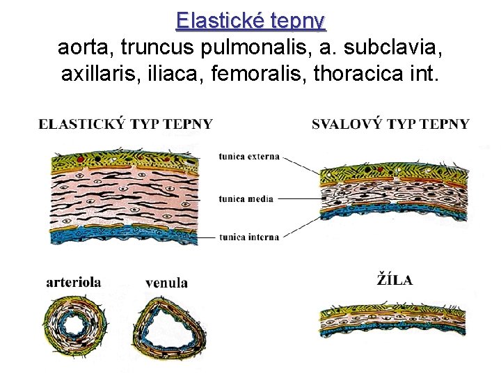 Elastické tepny aorta, truncus pulmonalis, a. subclavia, axillaris, iliaca, femoralis, thoracica int. 