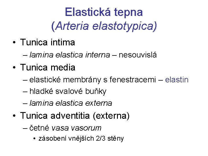 Elastická tepna (Arteria elastotypica) • Tunica intima – lamina elastica interna – nesouvislá •