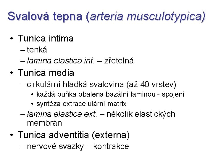 Svalová tepna (arteria musculotypica) • Tunica intima – tenká – lamina elastica int. –