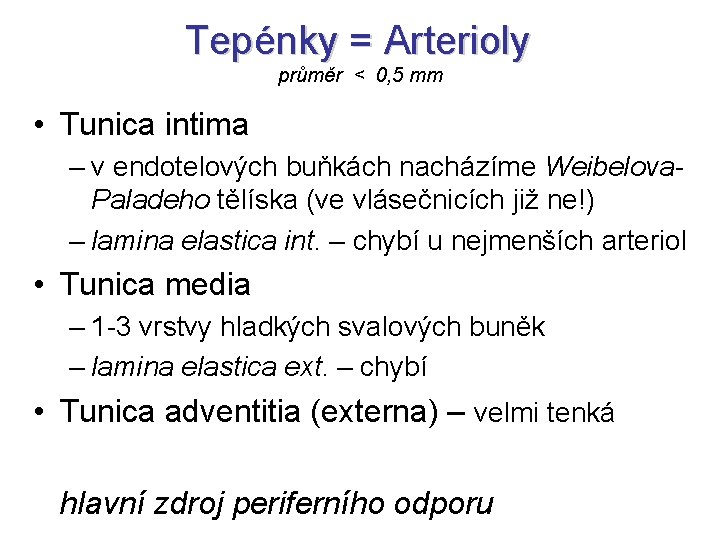 Tepénky = Arterioly průměr < 0, 5 mm • Tunica intima – v endotelových