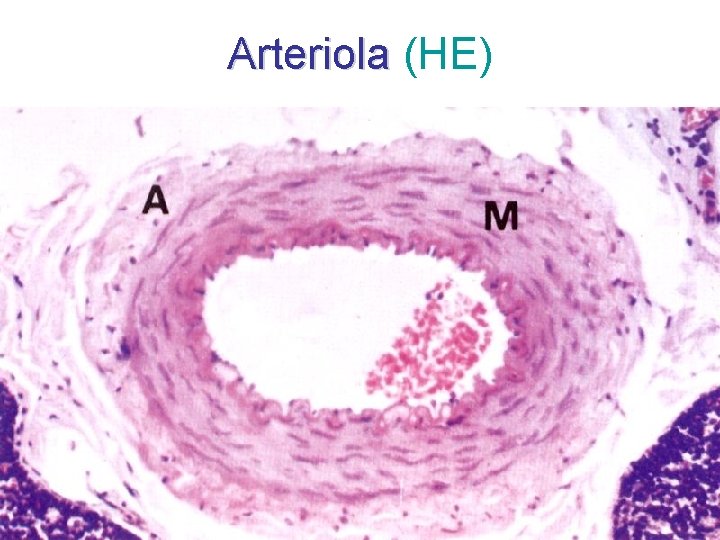 Arteriola (HE) 