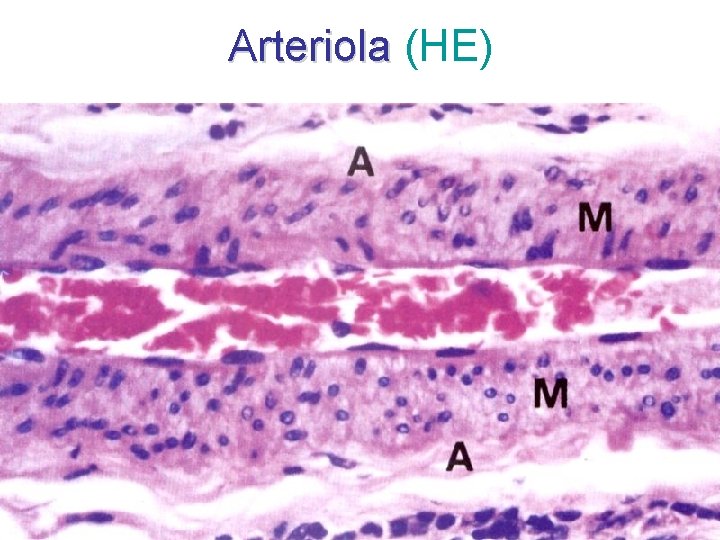 Arteriola (HE) 