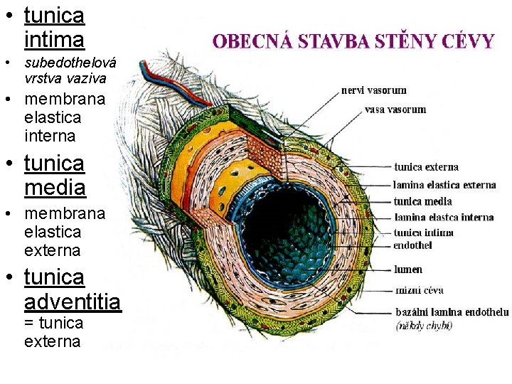  • tunica intima • subedothelová vrstva vaziva • membrana elastica interna • tunica