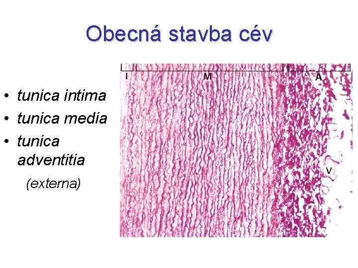 Obecná stavba cév • tunica intima • tunica media • tunica adventitia (externa) 