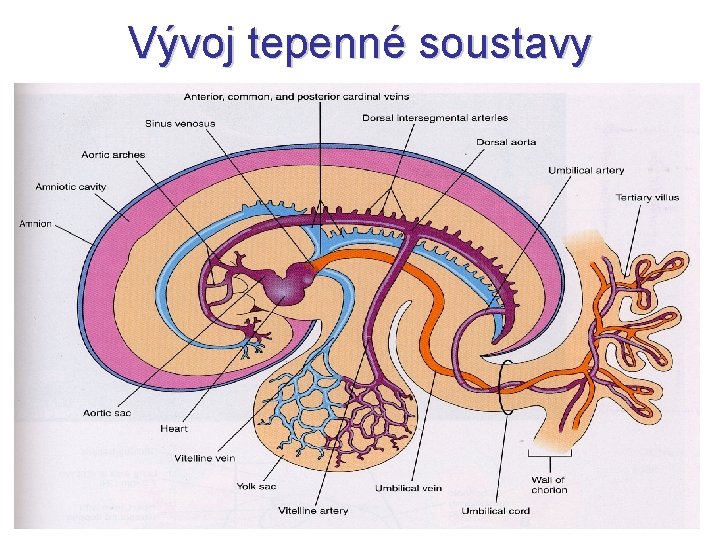 Vývoj tepenné soustavy 