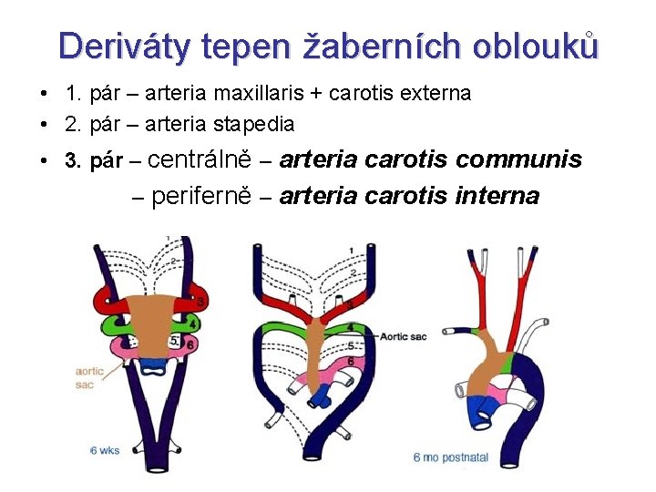 Deriváty tepen žaberních oblouků • 1. pár – arteria maxillaris + carotis externa •