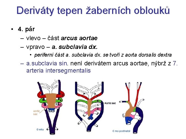 Deriváty tepen žaberních oblouků • 4. pár – vlevo – část arcus aortae –
