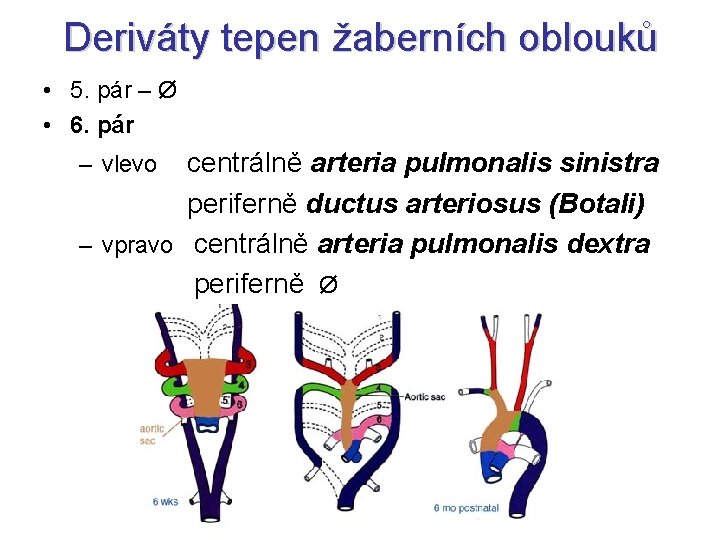 Deriváty tepen žaberních oblouků • 5. pár – Ø • 6. pár centrálně arteria